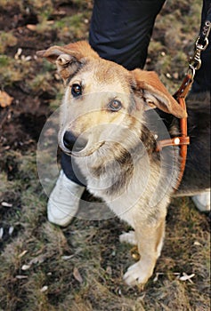 Mongrel dog walk with its owner