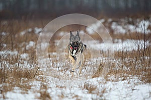 Mongrel dog at walk on winter field