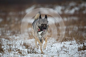 Mongrel dog at walk on winter field