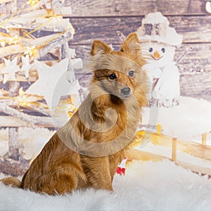 Mongrel in front of a christmas decoration painted with a snowman and a present