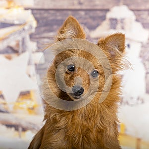 Mongrel in front of a christmas decoration painted with a snowman and a present