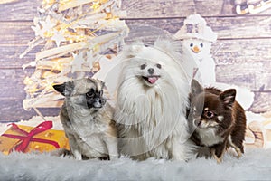 Mongrel in front of a christmas decoration painted with a snowman and a present