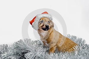mongrel ginger puppy in a red santa hat on a white background