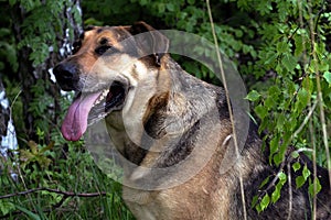 Mongrel mastiff and German shepherd