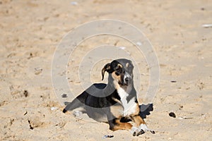Mongrel or mutt on the beach at SuperTubes Jefferey`s Bay, South Africa