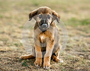 Mongrel puppy sitting on grass
