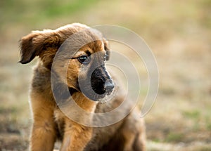 Mongrel puppy sitting on grass