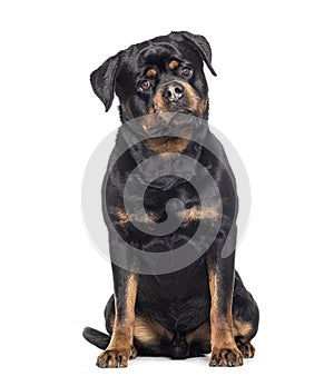 Mongrel sitting, looking at camera, Crossbreed with a Rottweiler, isolated on white