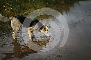 Mongrel stray dog drinking water from puddle