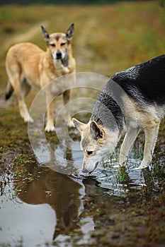 Mongrel stray dog drinking water from puddle