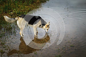 Mongrel stray dog drinking water from puddle