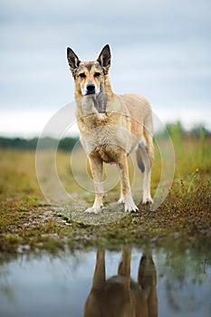 Mongrel stray dog standing on dirty road