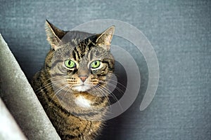 Mongrel striped cat, fat cheeks, close-up portrait, sits behind a gray veil