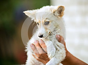 Mongrel white puppy