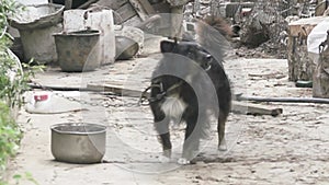 A mongrel yard dog on a chain barks