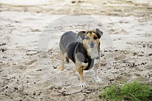 Mongrel young dog on the beach sand