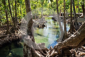 mongrove and clrear water at Tha Pom, Krabi