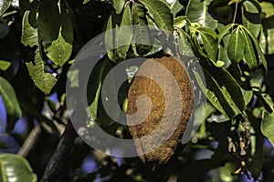 Monguba fruit Pachira aquatica, popularly known as munguba