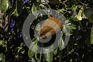 Monguba fruit Pachira aquatica, popularly known as munguba