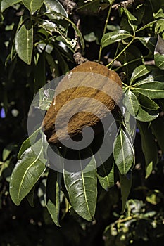 Monguba fruit Pachira aquatica, popularly known as munguba