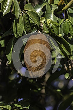 Monguba fruit Pachira aquatica, popularly known as munguba