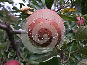 Monilia on Apple fruit with white spots