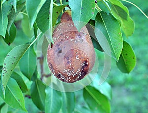 Monilinia fructigena is a fungal disease of pear fruits