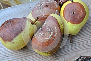 Monilinia fructigena is a fungal disease of pear fruits