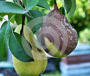 Monilinia fructigena is a fungal disease of pear fruits