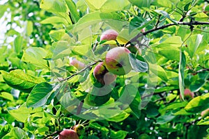 Monilinia fructigena. A sick apple with obvious signs of lesion growing on a branch.