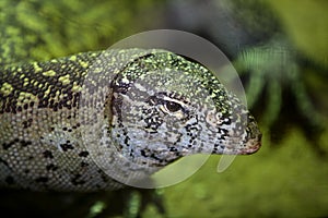 Monitor African Lizard