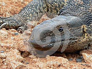 Monitor Lizard