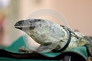 Monitor lizard