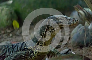 Monitor Lizard