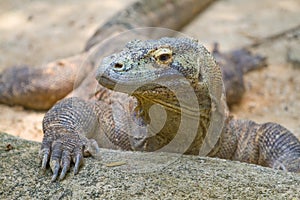 Monitor Lizard