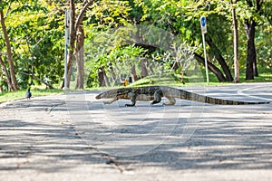 The Monitor lizard