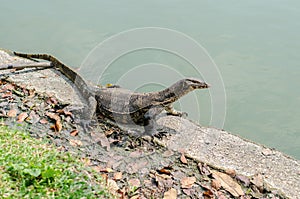 Monitor Lizard