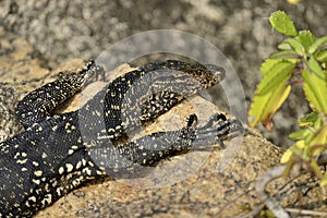 Monitor Lizard