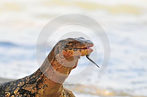 Monitor Lizard