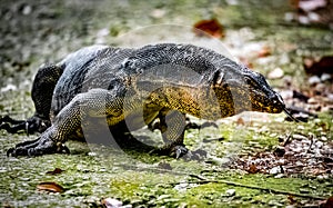 Monitor Lizard