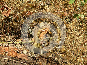 A monitor lizard appears to smile for the camera in Kakadu National Park.