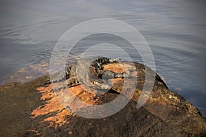 Monitor lizard (Asian water monitor, kabaragoya, Varanus salvator salvator