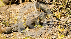 Monitor Lizard