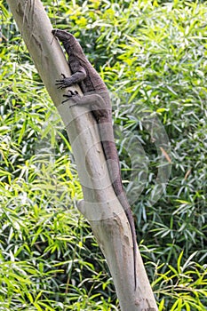 Monitor Lizard climbing on an eucalyptus tree