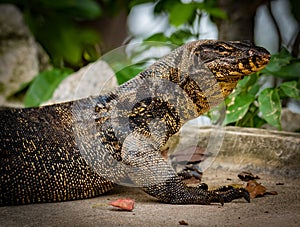 Monitor Lizard Close Up