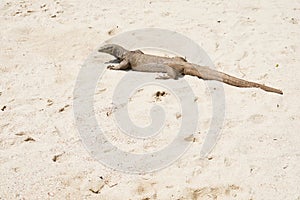 Monitor Lizard Enjoy Sun Light on Beach Sand