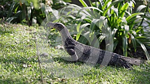 A monitor lizard forages for food on the floor of a lake