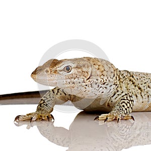 Monitor lizard - Freckled Monitor photo