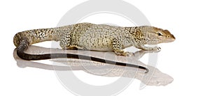 Monitor lizard - Freckled Monitor - Varanus tristi photo