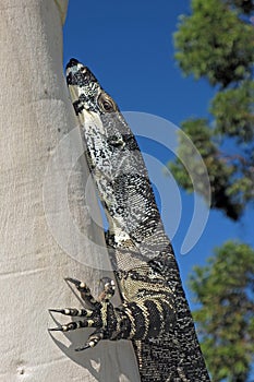 Monitor Lizard on Ghost ash tree